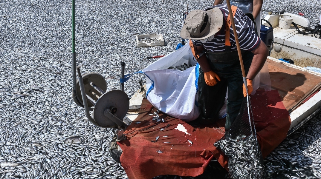 ψαρας, βαρκα, νεκρα ψαρια