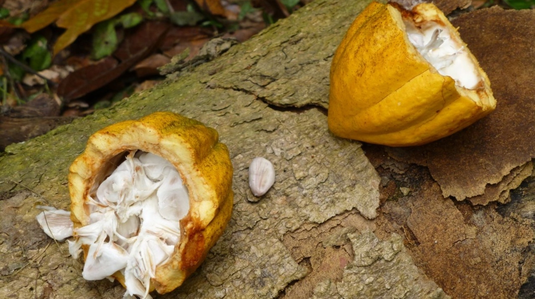 κοκκοι κακαο