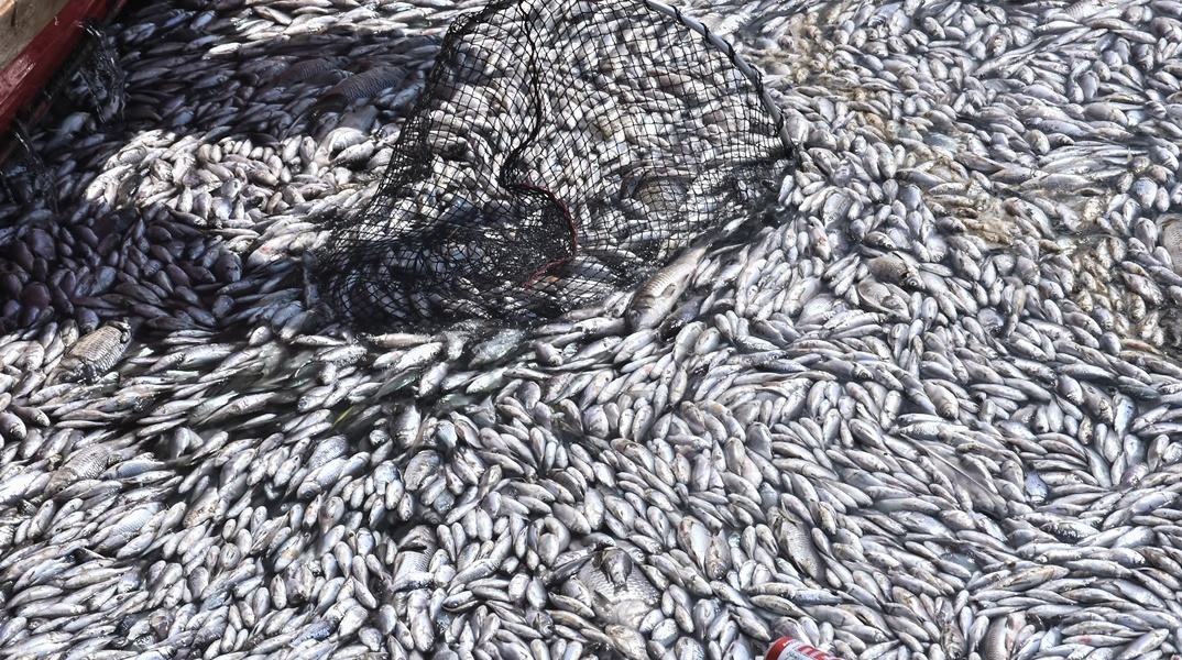 Νεκρά ψάρια στα νερά του Βόλου