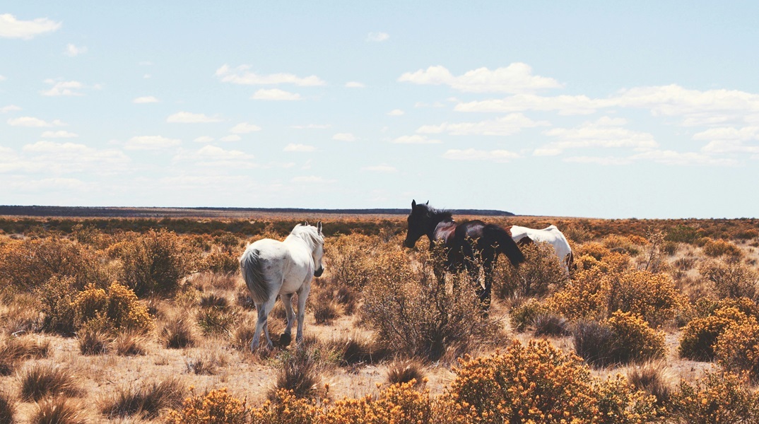 «Μυστήριο» με την εξαφάνιση δεκάδων αλόγων στο Μεσολόγγι