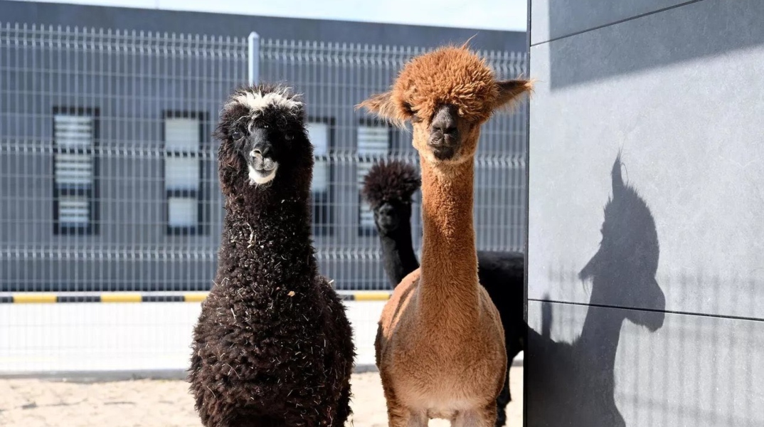 Aμάξι με καγκουρό, αλπακά και παπαγάλους πιάστηκε στα ελληνοτουρκικά σύνορα 