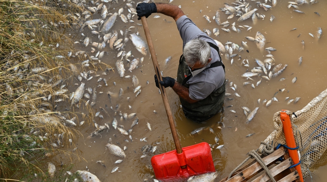 Βόλος: Καθαρός από τα νεκρά ψάρια ο Ξηριάς - Ολοκληρώθηκε η γιγάντια επιχείρηση απομάκρυνσής τους
