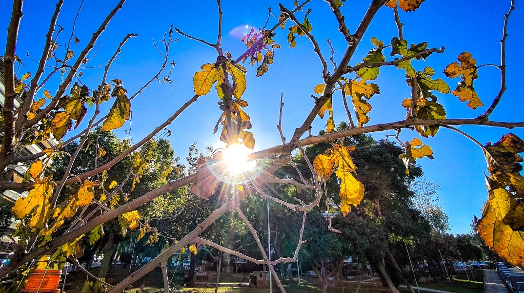 δεντρα, ουρανος, συννεφα