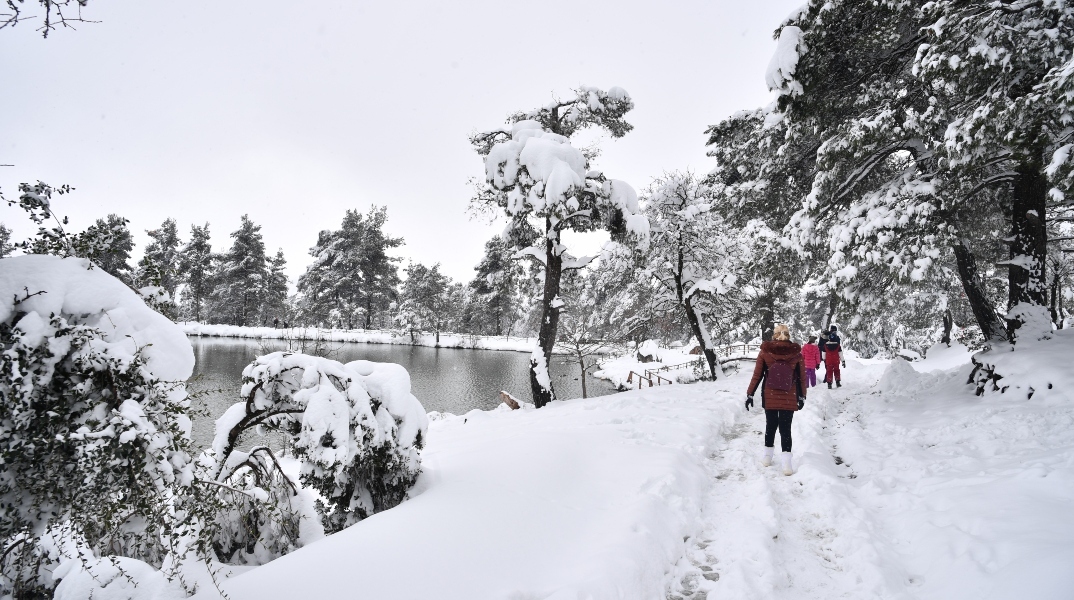 χιονια, δασος