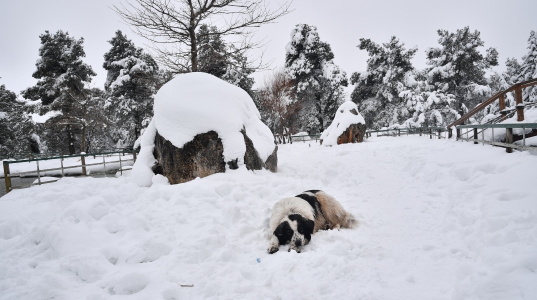 χιονια, δασος, σκυλος