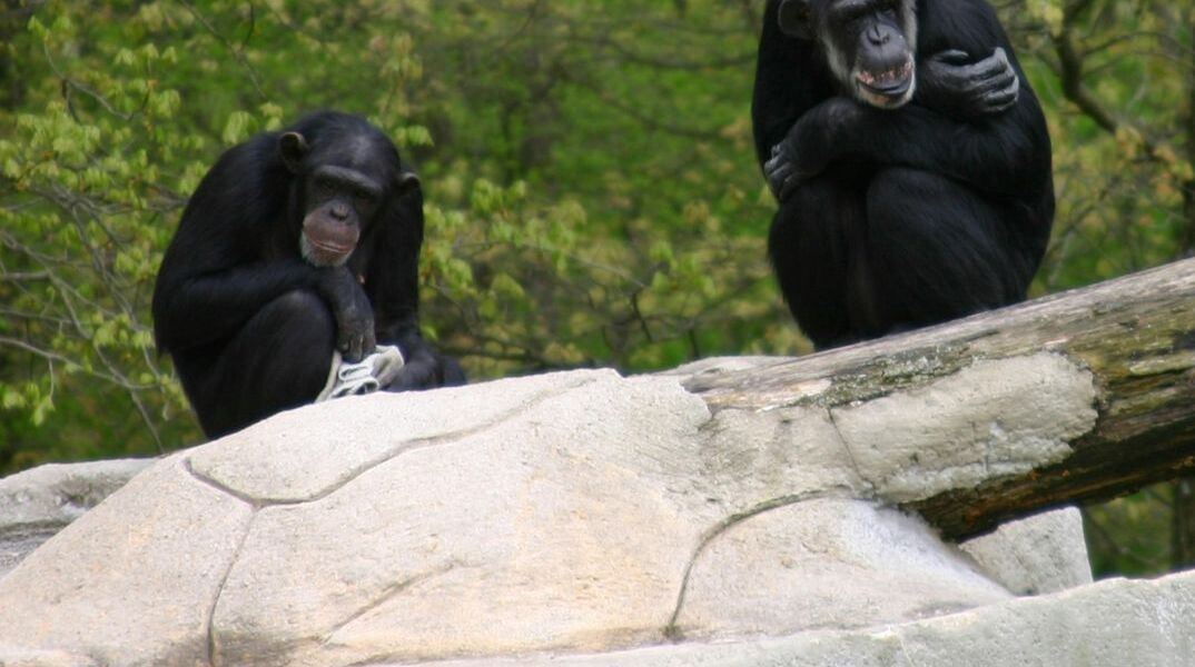 Για τους χιμπατζήδες η ούρηση μπορεί να είναι μεταδοτική όπως στους ανθρώπους το χασμουρητό
