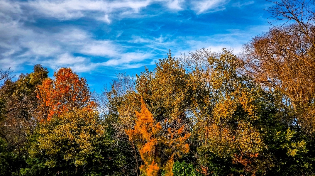 ουρανος, συννεφα, δεντρα