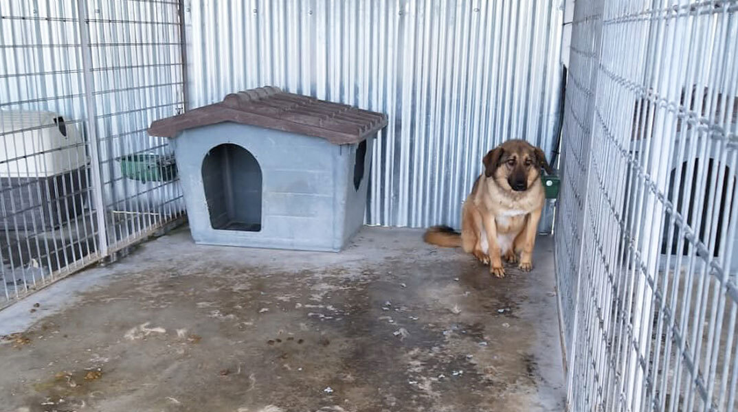 Κυνοκομείο Τρίπολης