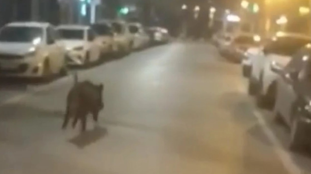 Αγριογούρουνο τρεχει σε δρομο