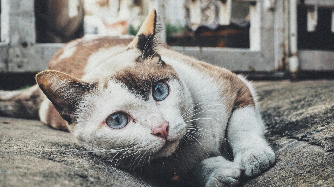 Γάτα Γάτα