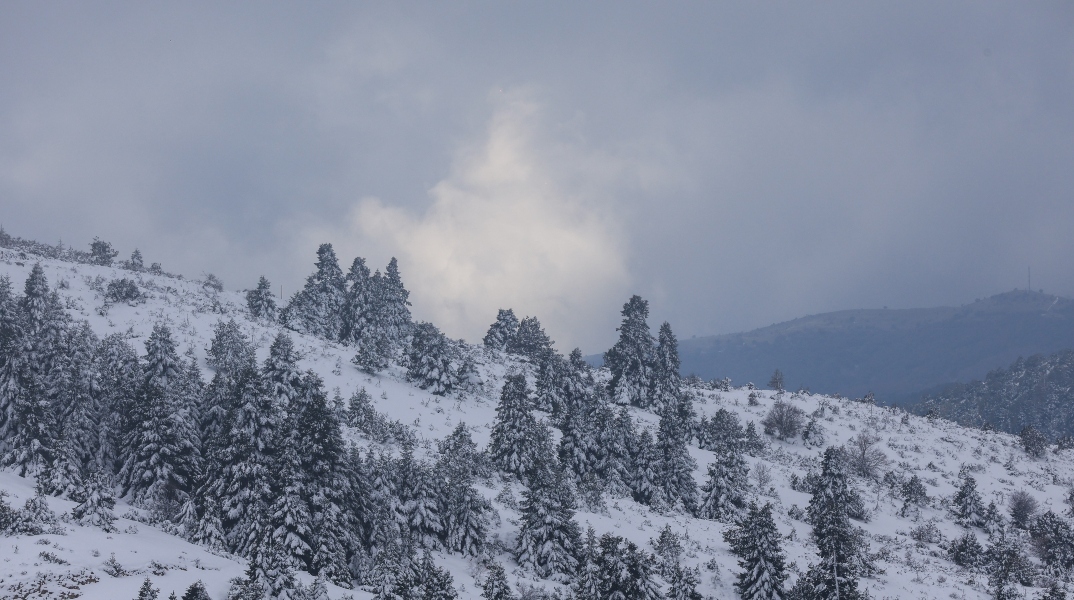 χιονισμενο τοπιο, δασος, δεντρα, 