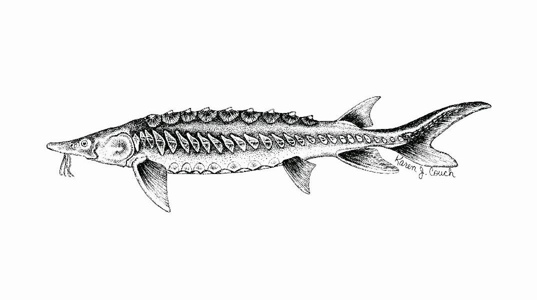 Οξύρρυγχος