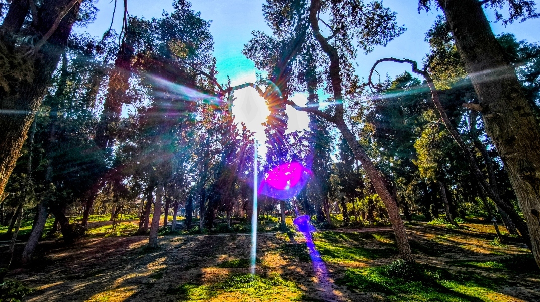 ηλιος, ουρανος, δεντρα