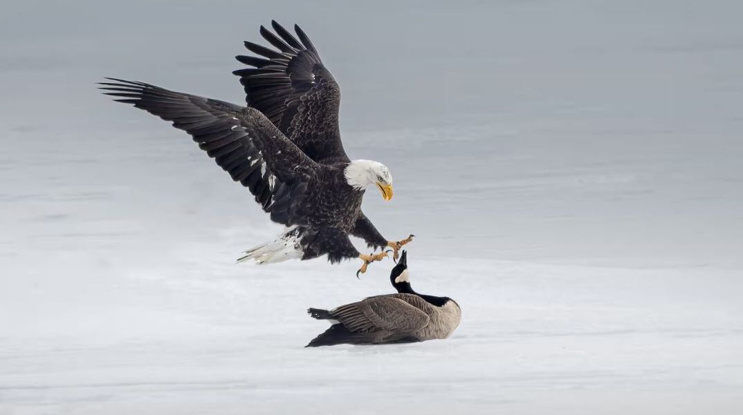 Kαναδάς: Viral η γεμάτη συμβολισμό μάχη της καναδικής χήνας με τον αμερικανικό φαλακρό αετό