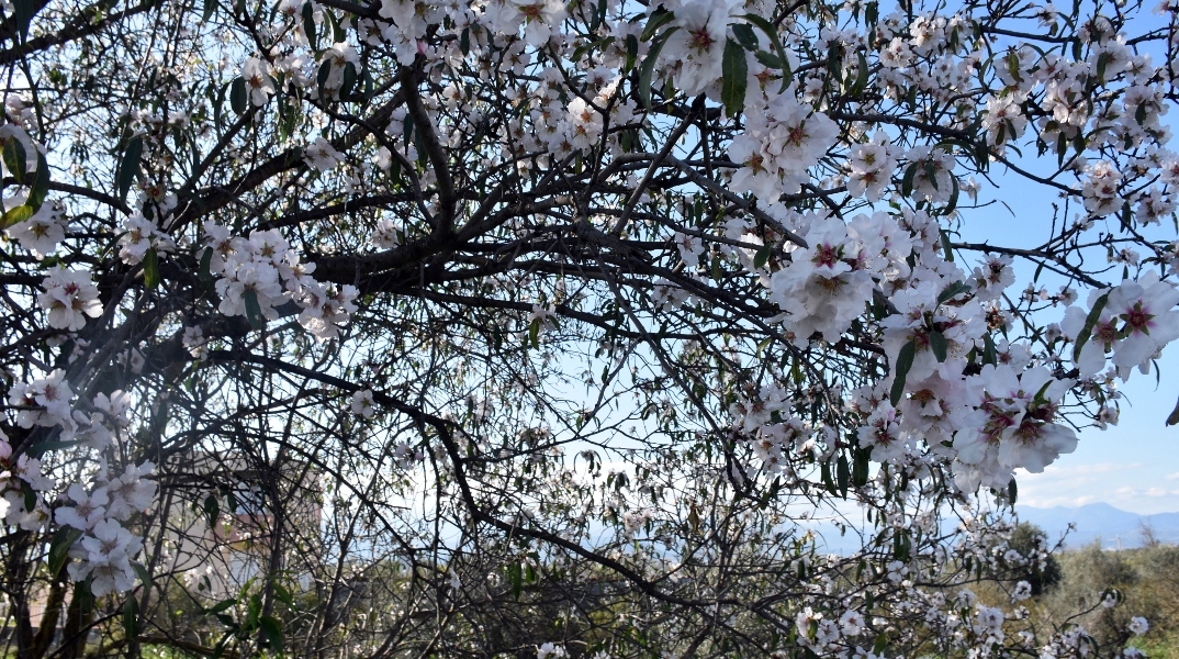 δεντρο, κλαδια, λουλουδια, ουρανος