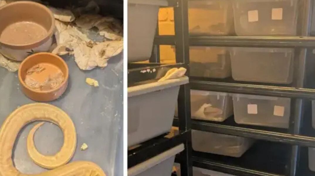 Bρετανία: Χωρισμός με σουβενίρ...70 βασιλικούς πύθωνες 