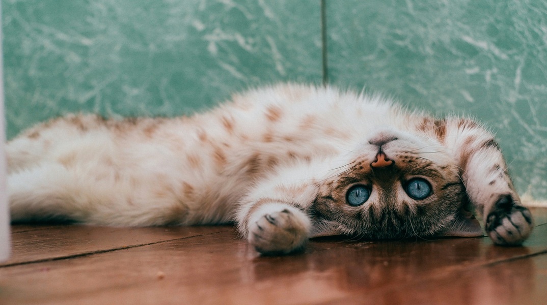 Οικόσιτες γάτες ταξίδεψαν από τον Silk Road στην Κίνα πριν από περίπου 1.400 χρόνια