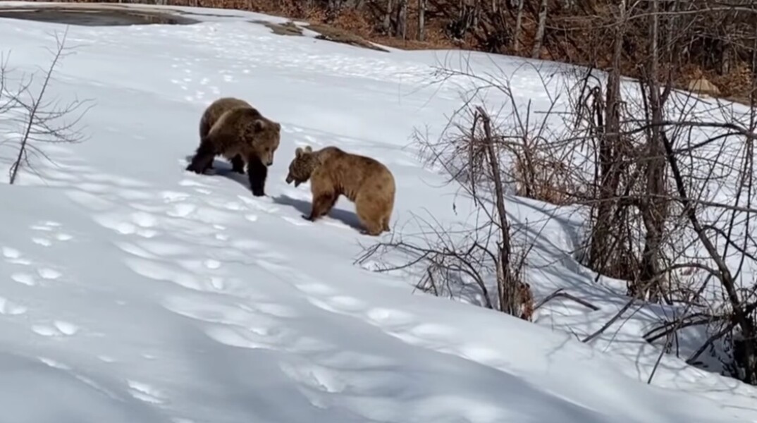 Ξύπνησαν οι αρκούδες στο Νυμφαίο με πολύ όρεξη για παιχνίδι (vid)