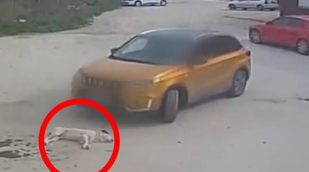 Θεσσαλονίκη: Οδηγός παρέσυρε σκυλάκι και το εγκατέλειψε