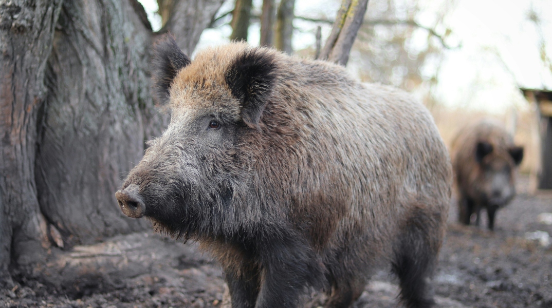 Αγριογούρουνα 