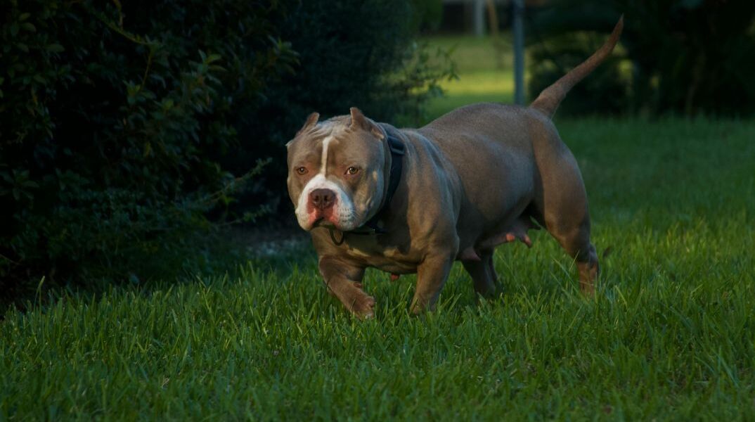 Bρετανία: Πανικός στο Σέφιλντ για ένα XL Bully που κυκλοφορεί ελεύθερο 