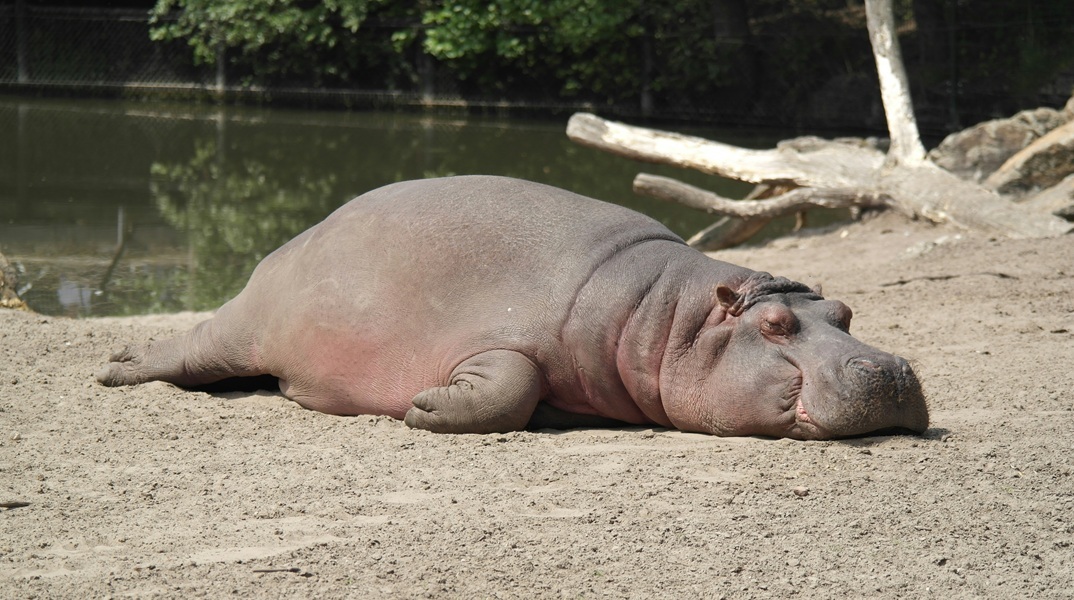 Πενήντα ιπποπόταμοι σκοτώθηκαν από άνθρακα στο αρχαιότερο εθνικό πάρκο της Αφρικής