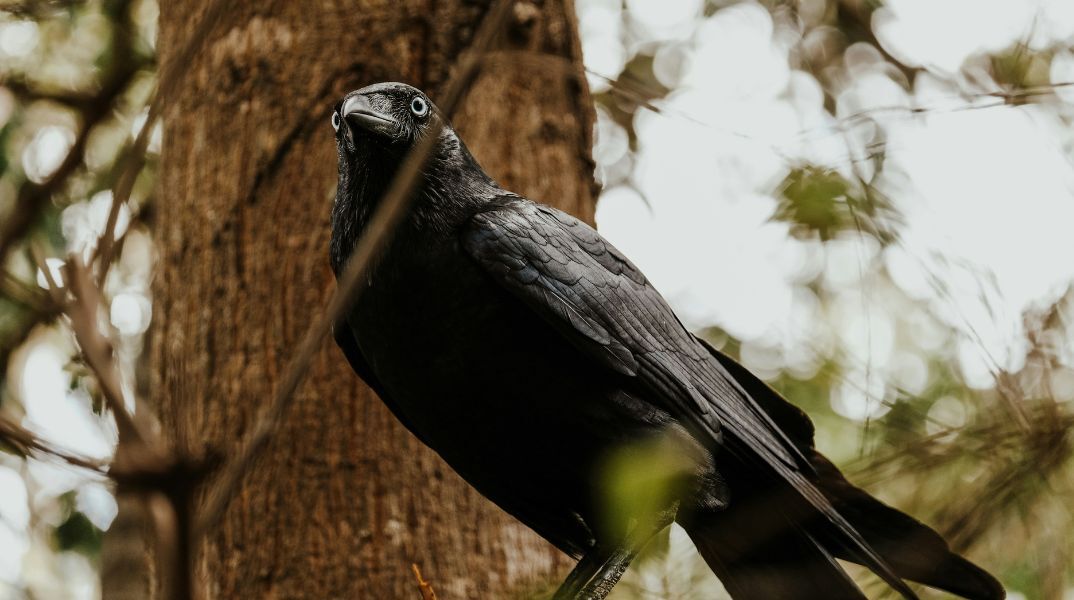 Μελέτη δείχνει πως τα κοράκια αναγνωρίζουν γεωμετρικά σχήματα, αποδεικνύοντας εντυπωσιακές γνωστικές ικανότητες - Τα ευρήματα των επιστημόνων