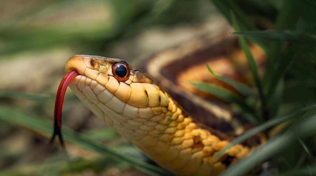 Άνδρας έκανε σκόπιμα ενέσεις με δηλητήριο φιδιού επί 20 χρόνια και τώρα ίσως βρήκε το αντίδοτο