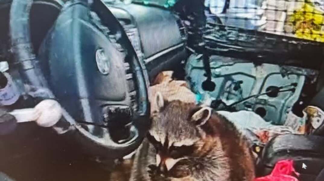 ΗΠΑ: Η αστυνομία βρήκε ρακούν με πίπα μεθαμφεταμίνης μέσα σε αυτοκίνητο