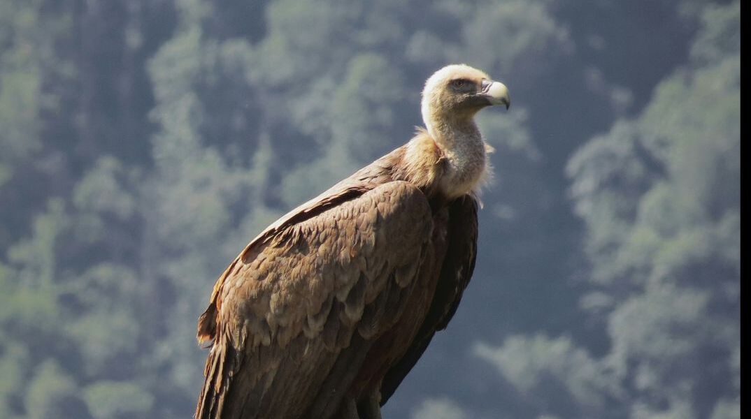 Νότια Αφρική: Δηλητηριάστηκαν 120 γύπες στο εθνικό πάρκο της χώρας
