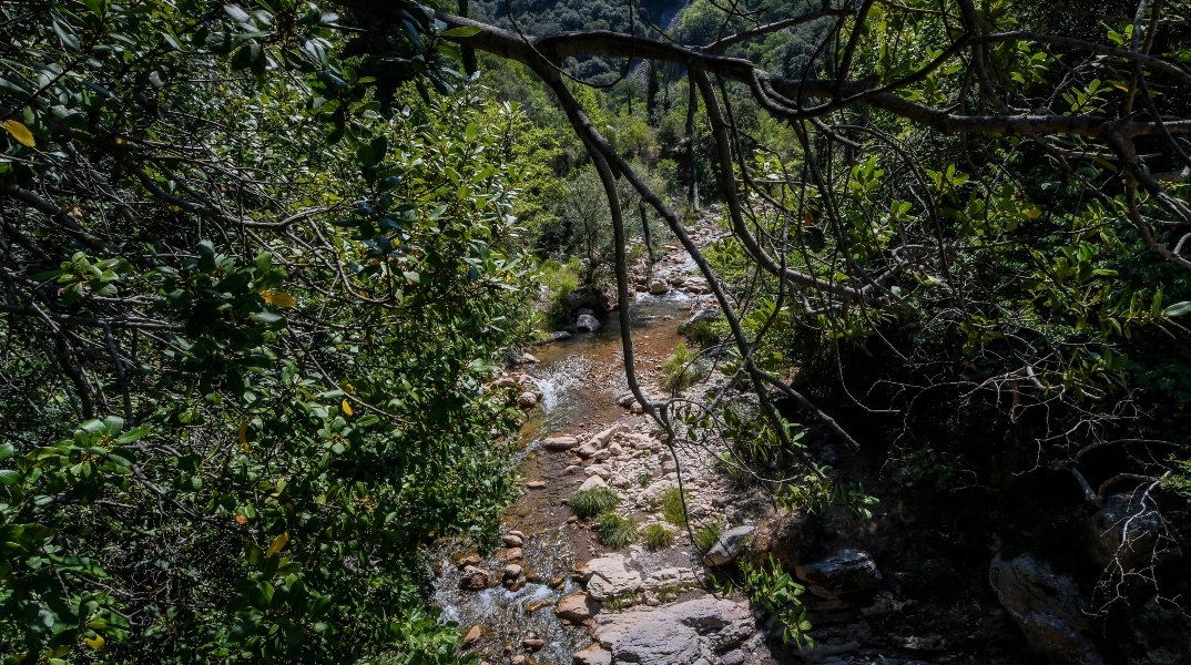 δασος, ποταμι