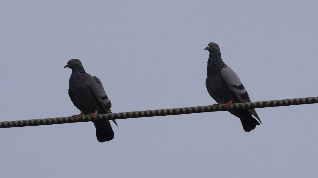 περιστερια