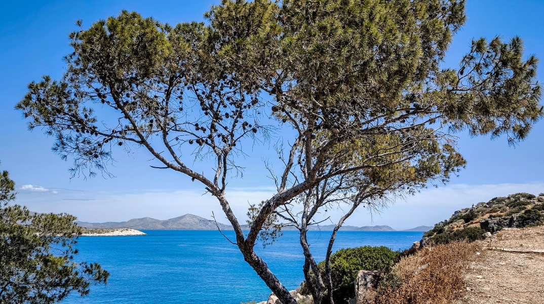 δεντρο, θαλασσα, ουρανος