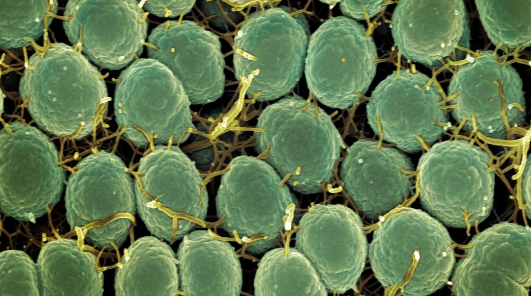 Το πρώτο εμβόλιο κατά της γονόρροιας ξεκινά πιλοτικά στην Αγγλία