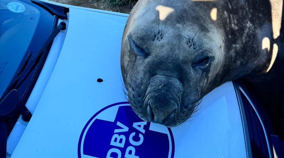 Νότια Αφρική: Θαλάσσιος ελέφαντας, αυτοκινητο