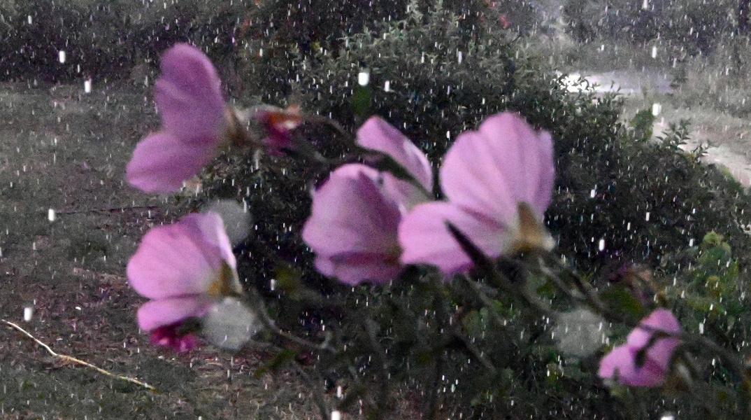 Καιρός, βροχη, λουλουδια
