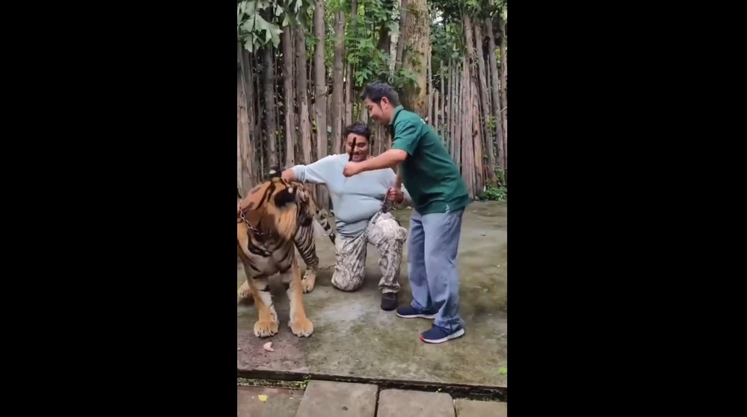 Ταϊλάνδη, τιγρη, τουριστες