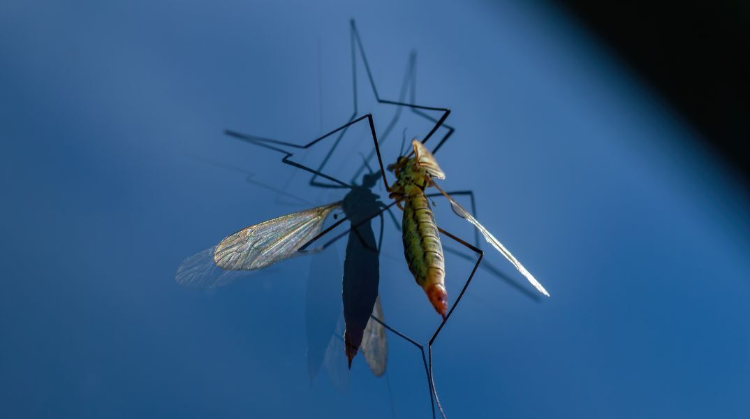 Ιός Δυτικού Νείλου