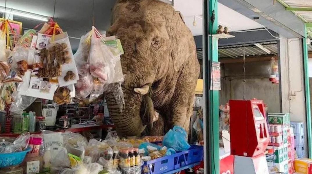 Πεινασμένος ελέφαντος εισέβαλε σε σουπερμάρκετ της Ταϊλάνδης 
