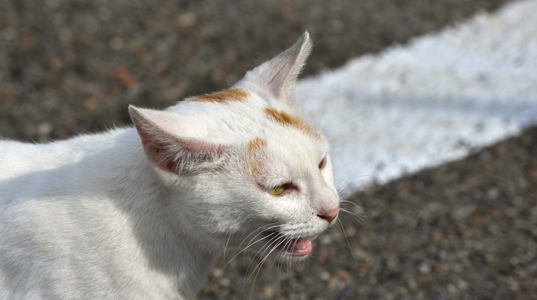 Κτηνωδία στη Θεσσαλονίκη με τον νεαρό που κλώτσησε και σκότωσε το γατάκι