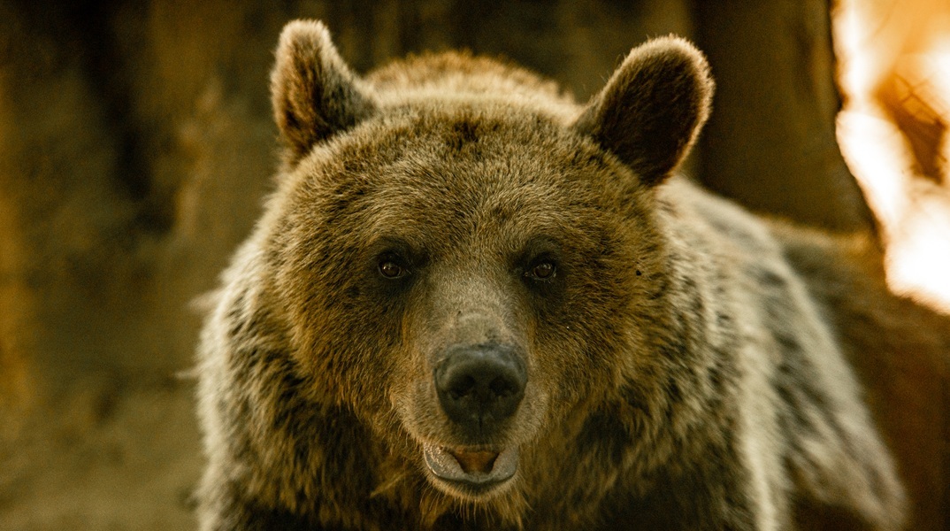 Θρίλερ με την επίθεση της αρκούδας σε ορειβάτες στη Δράμα: Σε χαράδρα 1.000 μέτρων έπεσε ο ένας