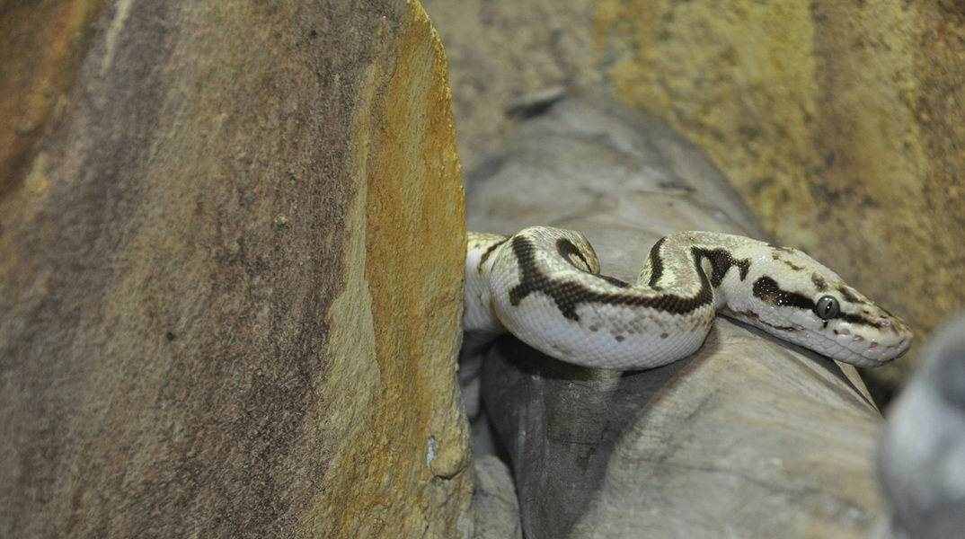 Εύβοια: Στην εντατική 40χρονος μετά από δάγκωμα οχιάς - Νοσηλεύεται σε κρίσιμη κατάσταση