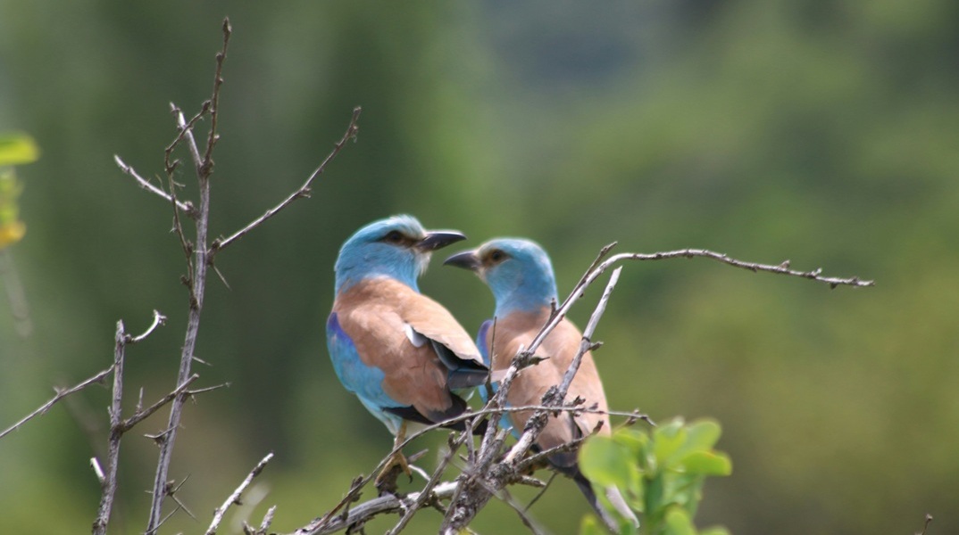 Έως και 500 είδη πτηνών απειλούνται με εξαφάνιση μέσα στον επόμενο αιώνα - Tι δείχνει νέα μελέτη