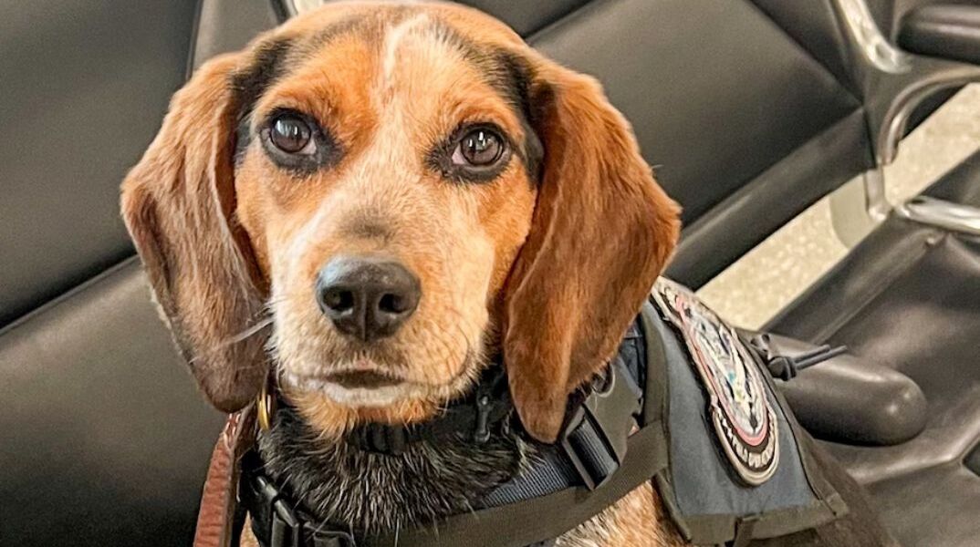 Απελάθηκε άνδρας που κλότσησε σκυλί στο αεροδρόμιο Ντάλες των ΗΠΑ