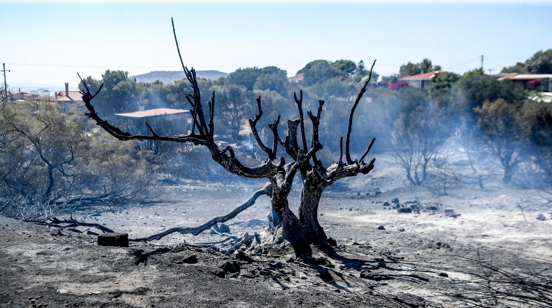 Φωτιά, καμμενο δεντρο