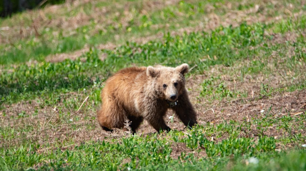 Αρκτούρος: Η Μάρθα επέστρεψε στο φυσικό της σπίτι - Η ιστορία της μικρής αρκούδας