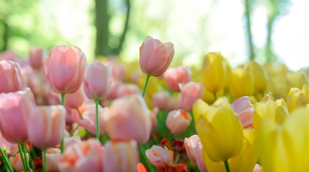 Εορτολόγιο, λουλουδια