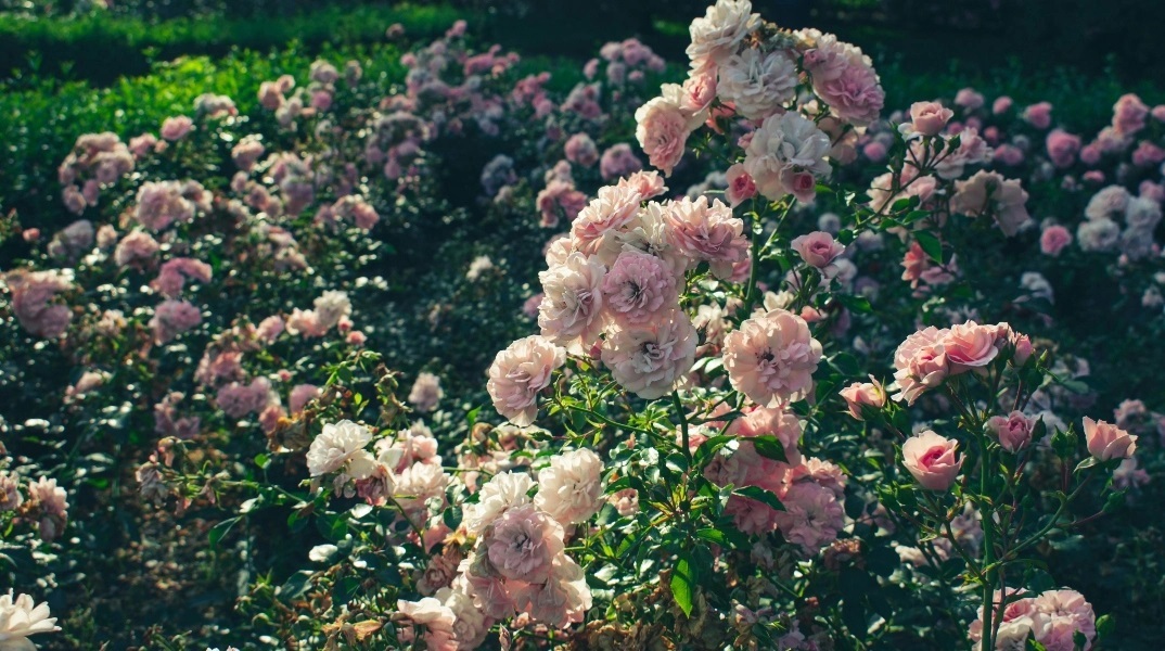Εορτολόγιο, λουλουδια