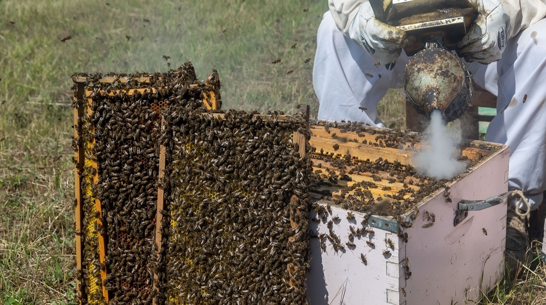 Μελισσοκόμος 