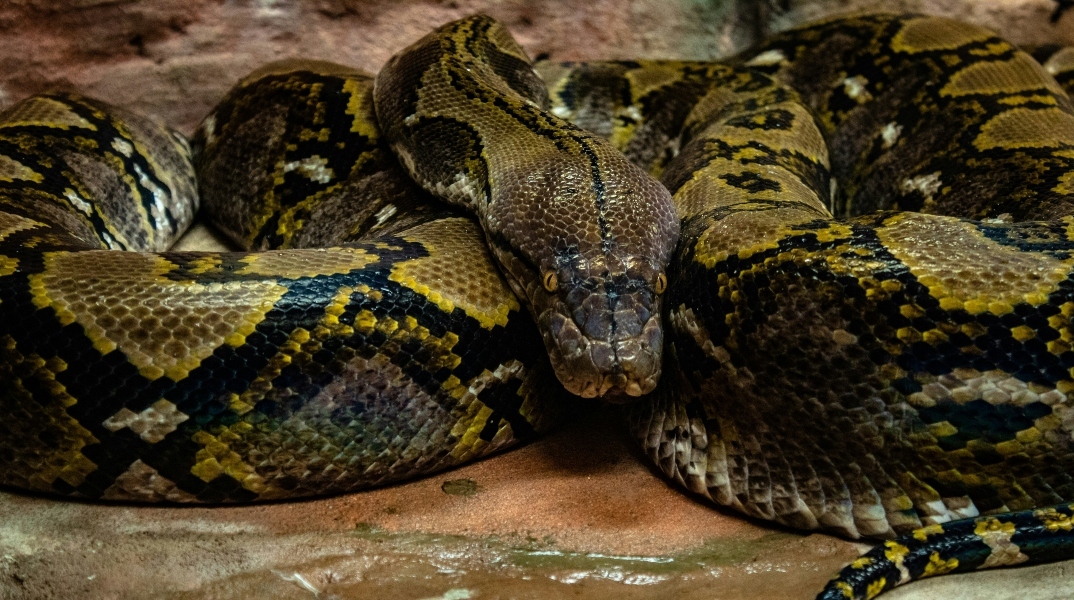 Ινδονησία, πύθωνας